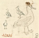 Альбатросы