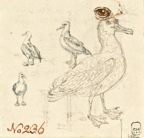 Альбатросы