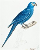 Ара (попугай)