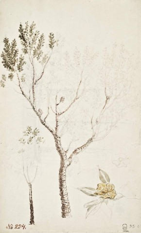 Два дерева. Два цветка.
Шлюп «Мирный»