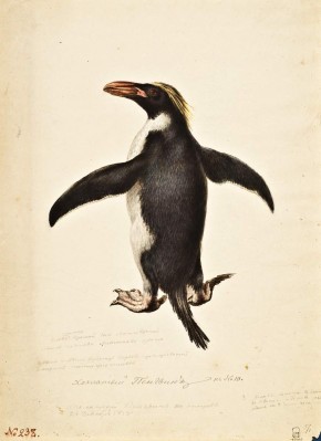 Хохлатый пингвин