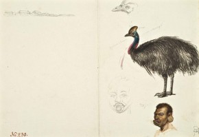 Казуар. Голова туземца