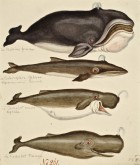 Киты и кашалоты