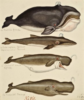 Киты и кашалоты