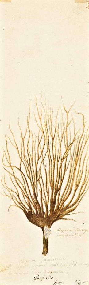 Морской капустник