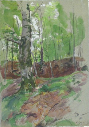 Буковая роща в окрестностях Мюнхена