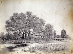 Ветлы у речки