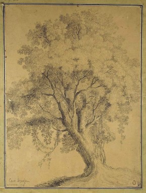 Большое дерево