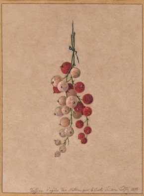 Красная смородина