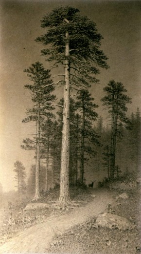 Дорога в сосновом лесу