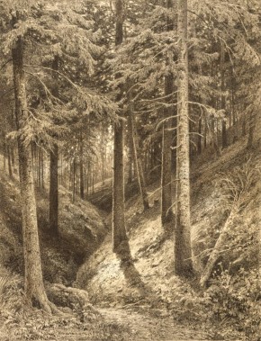 Лес (Овраг в еловом лесу)