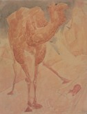 Верблюд