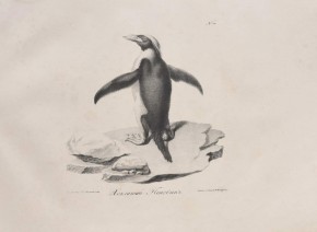 Хохлатый пингвин. Из сюиты "Атлас к путешествию капитана Беллинсгаузена"