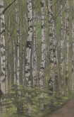 Birch Trees