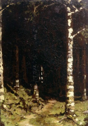 Стволы берез