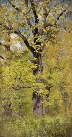 Распускающийся дуб