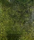 Пруд в чаще