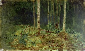 Березы в лесу