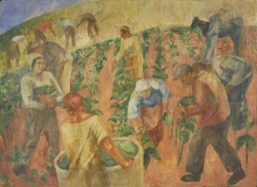 Ударный сбор последнего табака