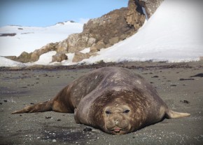Тюлень. Остров Кинг-Джордж (Ватерлоо)